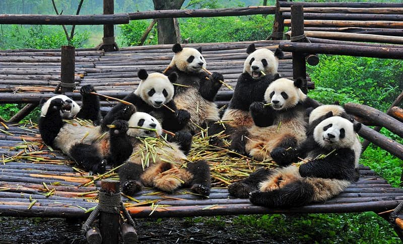 panda araştırma merkezi chengdu Çin'de gezilecek yerler